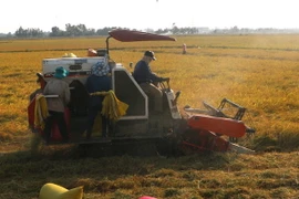 Lúa đông xuân tại huyện Long Mỹ bị nhiễm mặn, khô hạn, năng suất giảm từ 10-30%. (Ảnh: Huỳnh Sử/TTXVN)