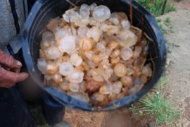 (Ảnh minh họa: Đặng Tuấn/TTXVN)