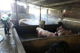 Phun thuốc tiêu độc khử trùng chuồng trại để phòng, chống dịch tả lợn châu Phi. (Ảnh minh họa: Công Thử/TTXVN)
