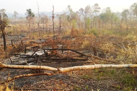 (Ảnh minh họa: Hồng Điệp/TTXVN)