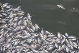 Cá rô phi chết nổi lên mặt nước hồ Đại An. (Ảnh: Nguyên Lý/TTXVN)