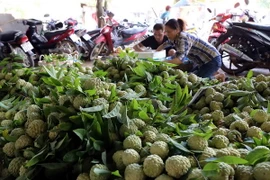 Phân loại, đóng gói sản phẩm na xuất khẩu sang Trung Quốc. (Ảnh: Vũ Sinh/TTXVN)