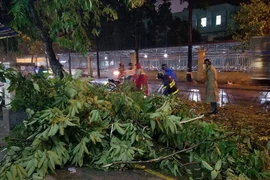 Một cây xanh ngã đổ. (Ảnh: Mạnh Linh/TTXVN)