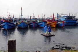 Người dân đi kiểm tra tàu thuyền về neo đậu tránh áp thấp nhiệt đới tại Âu thuyền Thọ Quang (Đà Nẵng). (Ảnh: Trần Lê Lâm/TTXVN)