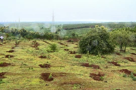 Nhiều diện tích rừng tại khu vực do Ban quản lý rừng phòng hộ Bắc Biển Hồ quản lý bị đốn chặt, phải trồng lại. (Ảnh: Hoài Nam/TTXVN)
