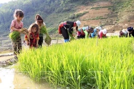 Ảnh chỉ có tính chất minh họa. (Nguồn: TTXVN)