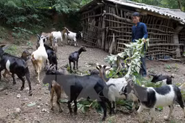 Một nông dân người dân tộc Tày, ở Trùng Khánh, Cao Bằng vay vốn ưu đãi đã đầu tư nuôi dê cho thu nhập tốt. (Ảnh minh họa: Trần Việt/TTXVN)
