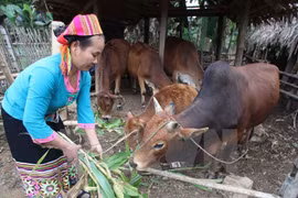 Miền núi Tây Bắc và Đông Bắc là hai khu vực có tỷ lệ hộ nghèo cao nhất cả nước. (Ảnh minh họa: TTXVN)