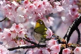 Hoa anh đào. (Nguồn: AFP/TTXVN)
