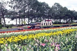 Hoa Đà Lạt. (Ảnh: Phương Vy/TTXVN)
