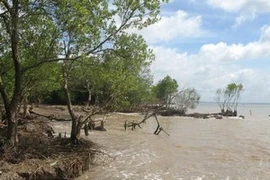 Rừng phòng hộ bị xâm thực. Ảnh minh họa. (Ảnh: Minh Trí/TTXVN)