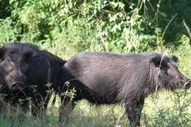 Heo rừng. Ảnh minh họa (Nguồn: Internet)