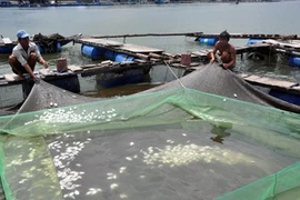 Cá chim còn nhỏ nuôi trong bè trên sông Chà Và chết do nước sông ô nhiễm. (Nguồn: Tuoitre).