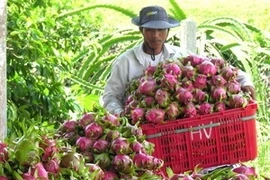 Ảnh minh họa. (Ảnh: Nguyễn Thanh/TTXVN)