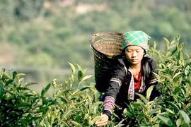 Thu hoạch chè Suối Giàng. (Nguồn: yenbai.gov.vn)