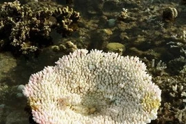 Hoa san hô ở đảo Núi Le (quần đảo Trường Sa). (Ảnh: Bùi Tường/TTXVN).