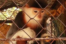 Ảnh minh họa. (Ảnh: Hồ Cầu/TTXVN)