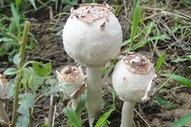 Một loại nấm độc có thể gây chết người. (Ảnh: vfa.gov.vn)