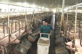 Ảnh minh họa. (Nguồn: TTXVN)