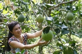 Ảnh minh họa. (Ảnh: Đình Huệ/TTXVN)