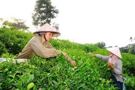 Thu hoạch chè búp tươi. (Ảnh: Hồng Kỳ/TTXVN) 