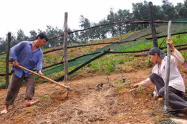 Ảnh chỉ có tính minh họa. (Ảnh: Hồng Kỳ/TTXVN)