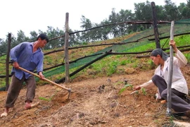Ảnh chỉ có tính minh họa. (Ảnh: Hồng Kỳ/TTXVN)