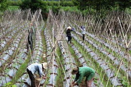 Một cơ sở sản xuất rau an toàn, đạt tiêu chuẩn VietGap. (Ảnh: Lê Đức Hoảnh/TTXVN)