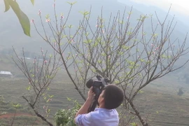 Du khách thích thú nghi hình những bông hoa đào nở trái mùa Sa Pa. (Ảnh: Lục Hương Thu/TTXVN)