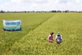 Một góc cánh đồng lớn tại huyện Cờ Đỏ, thành phố Cần Thơ. (Ảnh: Đình Huệ/TTXVN)