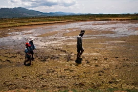 Đồng ruộng Ninh Thuận khô hạn và không thể trồng trọt vì hạn. (Ảnh: Trọng Đạt/TTXVN)