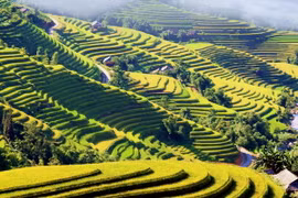 Mùa vàng trên vùng cao Hoàng Su Phì. (Ảnh: Đỗ Bình/TTXVN)
