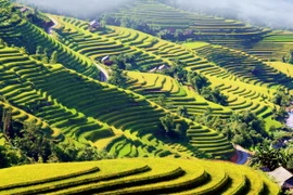 Mùa vàng trên vùng cao Hoàng Su Phì. (Ảnh: Đỗ Bình/TTXVN)