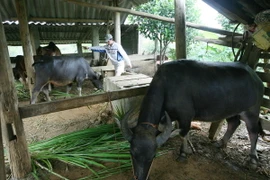 Phát triển chăn nuôi tại một hộ gia đình thuộc điểm tái định cư Thống Nhất, xã Cò Nòi, huyện Mai Sơn. (Ảnh: Ngọc Hà/TTXVN)