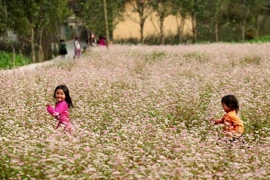 Trẻ em chơi đùa trên cánh đồng hoa tam giác mạch ở xã Sủng Là, huyện Đồng Văn. (Ảnh: Lâm Khánh/TTXVN)