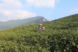 Mô hình sản xuất chè trên đỉnh núi tại huyện Nguyên Bình, Cao Bằng. (Ảnh: Chu Hiệu/TTXVN)