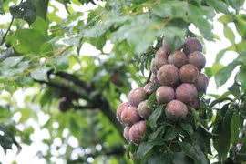 Huyện Mộc Châu hiện có hơn 3.200ha trồng mận. (Ảnh: Hữu Quyết/TTXVN)