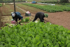Nông dân xã Tiền Yên (huyện Hoài Đức, Hà Nội) thu hoạch rau phục vụ thị trường. (Ảnh: Vũ Sinh/TTXVN)