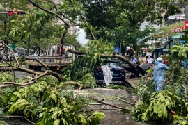 Chiếc ôtô Mazda CX5 bị cây muồng đổ đè trúng sau trận mưa dông lớn chiều 20/9. (Ảnh: baotintuc.vn)