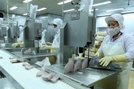 Dây chuyền chế biến cá ngừ đại dương đông lạnh xuất khẩu tại nhà máy của Công ty Cổ phần Thủy sản Bình Định. (Ảnh: Vũ Sinh/TTXVN)