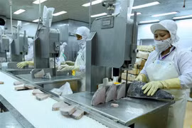 Dây chuyền chế biến cá ngừ đại dương đông lạnh xuất khẩu tại nhà máy của Công ty Cổ phần Thủy sản Bình Định. (Ảnh: Vũ Sinh/TTXVN)