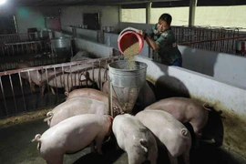 Nghiên cứu phản ánh liên quan vấn đề xuất khẩu thịt lợn để cứu giá