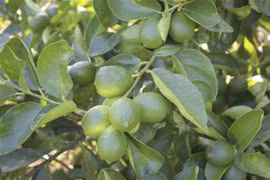 Chanh không hạt trồng tại trang trại Ngọc Hiển, xã Lương Sơn, huyện Ninh Sơn, Ninh Thuận. (Ảnh: Nguyễn Thành/TTXVN)