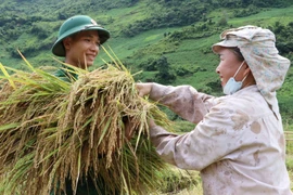 [Photo] Bộ đội biên phòng Lai Châu giúp dân thu hoạch lúa “chạy mưa”