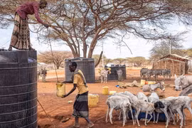 Hạn hán ảnh hưởng nặng nề tới chăn nuôi gia súc tại Kenya. (Nguồn: FAO)