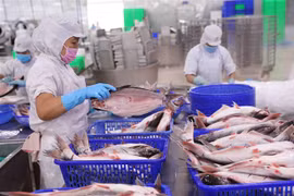 Chế biến cá tra nguyên con xuất khẩu tại nhà máy chế biến thuỷ sản của Tập đoàn Sao Mai (An Giang). (Ảnh: Vũ Sinh/TTXVN)