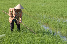 Nông dân Trà Vinh làm việc trên cánh đồng lúa. (Ảnh: Thanh Hòa/TTXVN)