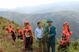 Nhiều giống cây mới như macca, quế, sa nhân... được ngườidân Mường Tè thay thế các cây trồng truyền thống. (Ảnh: Đinh Thùy/TTXVN)