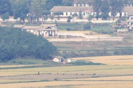 Nông dân làm việc trên cánh đồng ở thị trấn Kaepung, biên giới Triều Tiên-Hàn Quốc, ngày 24/9/2021. (Ảnh: Yonhap/TTXVN)