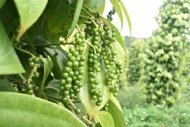 Hạt tiêu nằm trongcác nhóm hàng có kim ngạch xuất khẩu sang Anh tăng trưởng cao. (Ảnh: Nguyên Dung/TTXVN)